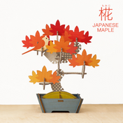 Japanese Maple